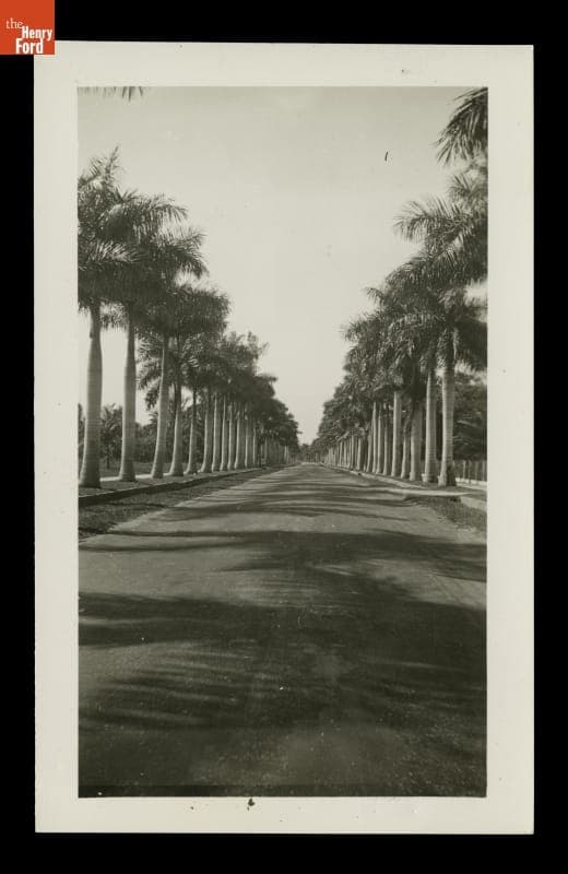 Royal Palm Trees, Fort Myers, Florida, circa 1925