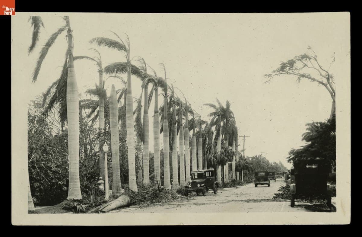 Damaged Royal Palm Trees on First Street, Fort Myers, Florida, 1926