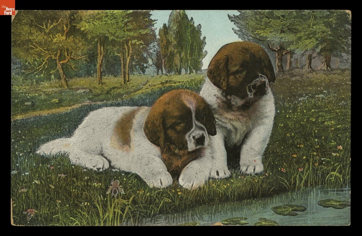 Postcard, St. Bernard Puppies by a Pond, 1909