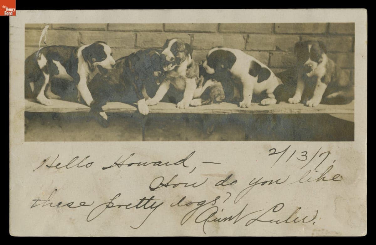 Postcard, Five Puppies, 1907