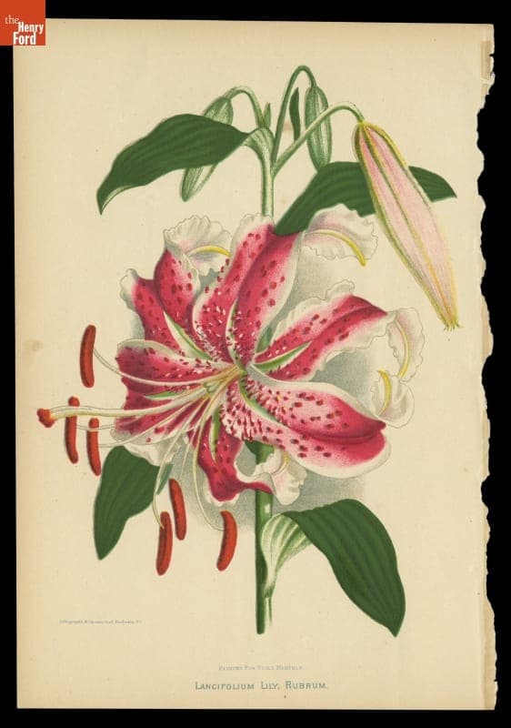 Lithograph, "Lancifolium Lily, Rubrum," 1879