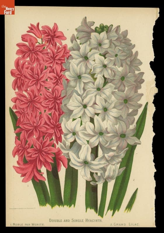 Lithograph, "Double and Single Hyacinth," 1879