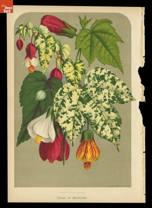 Chromolithograph, "Group of Abutilons," 1879