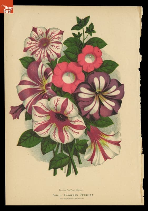 Lithograph, "Small Flowered Petunias," 1879