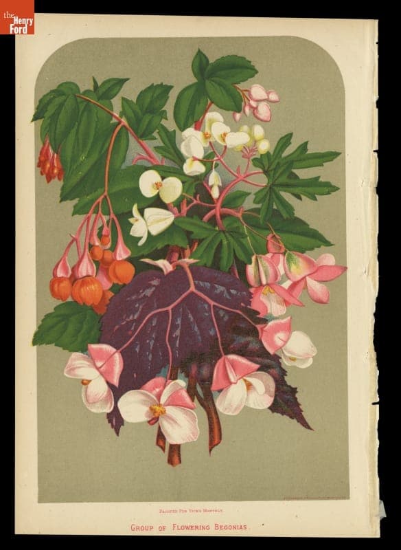 Lithograph, "Group of Flowering Begonias," 1879