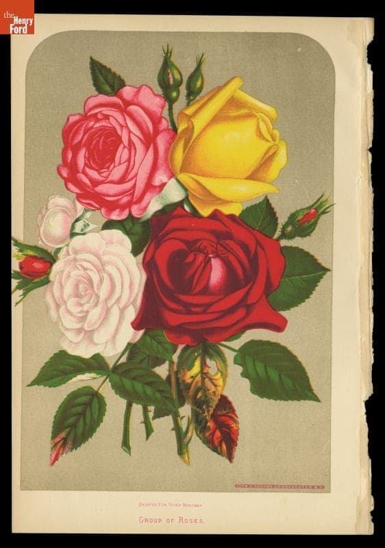 Lithograph, "Group of Roses," 1879
