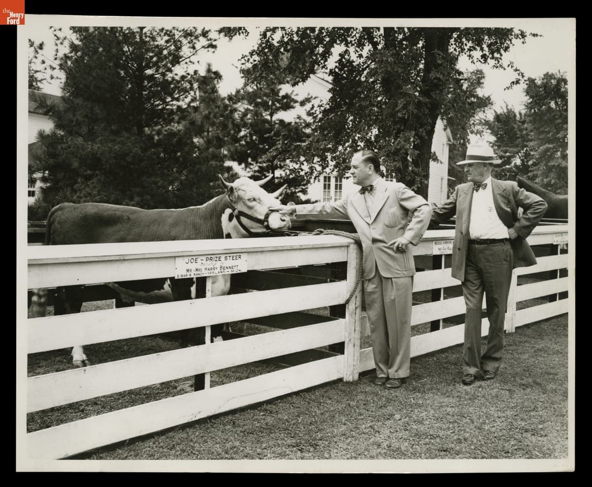 Prize Steer at Roadside Market, Greenfield Village, July 1944