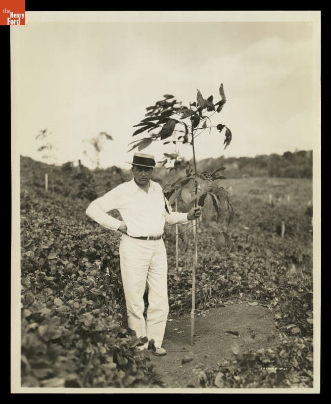 John Rogge and One Year Old Rubber Tree, Fordlandia, Brazil, 1931