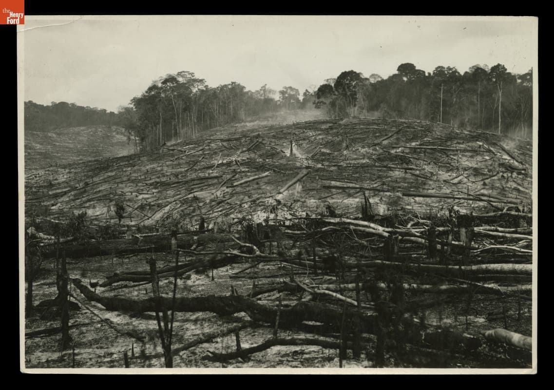 Area of Burned Felled Trees, Fordlandia Rubber Plantation, Brazil, 1933