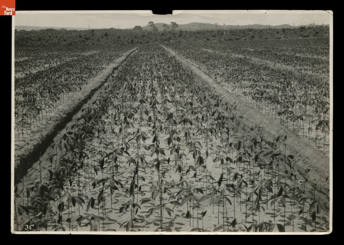 Rubber Plant Seedling Nursery, Fordlandia Plantation, Brazil, 1933