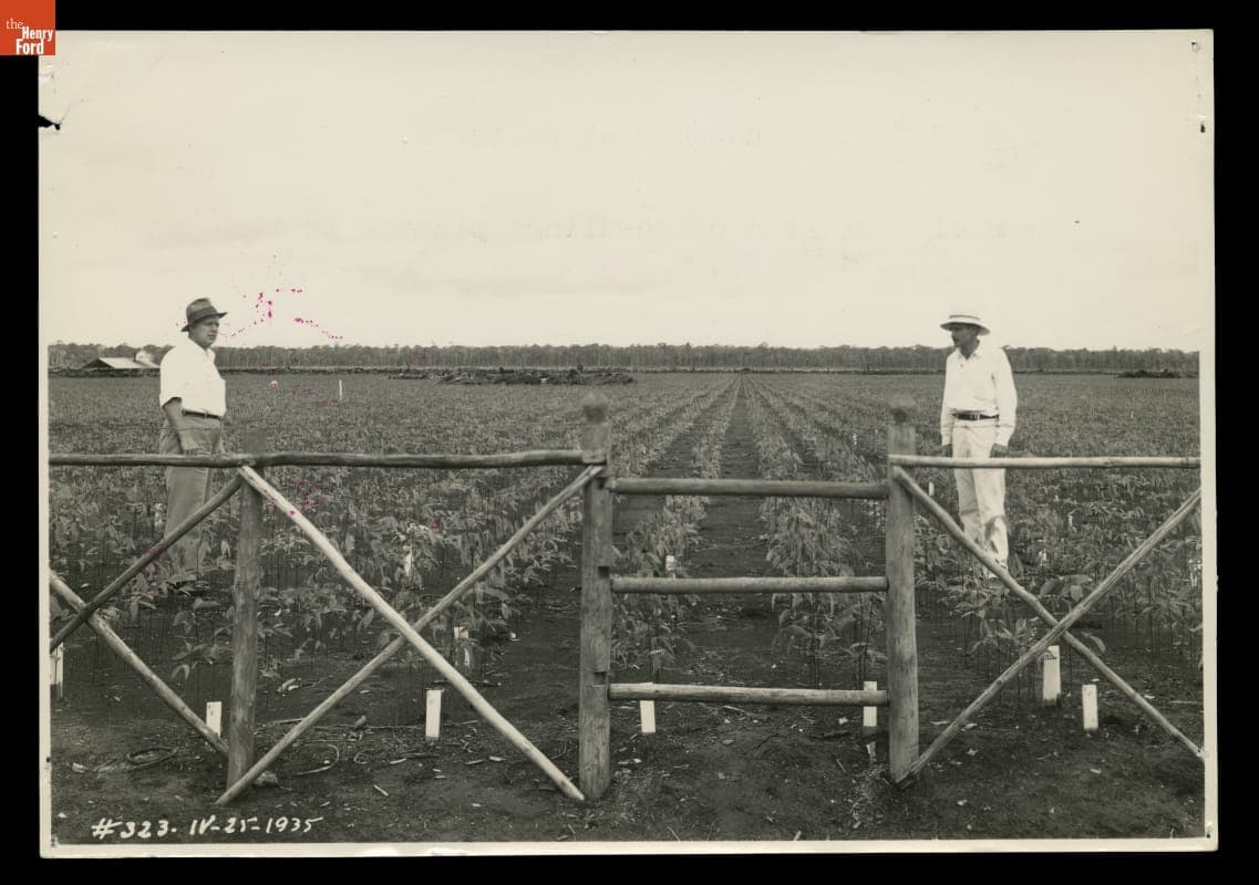 Johnston and Weir at Rubber Tree Seedling Nursery, Fordlandia, Brazil, 1935