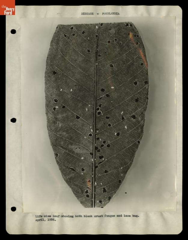 Diseased Rubber Tree Leaf, Fordlandia, Brazil, April 1936