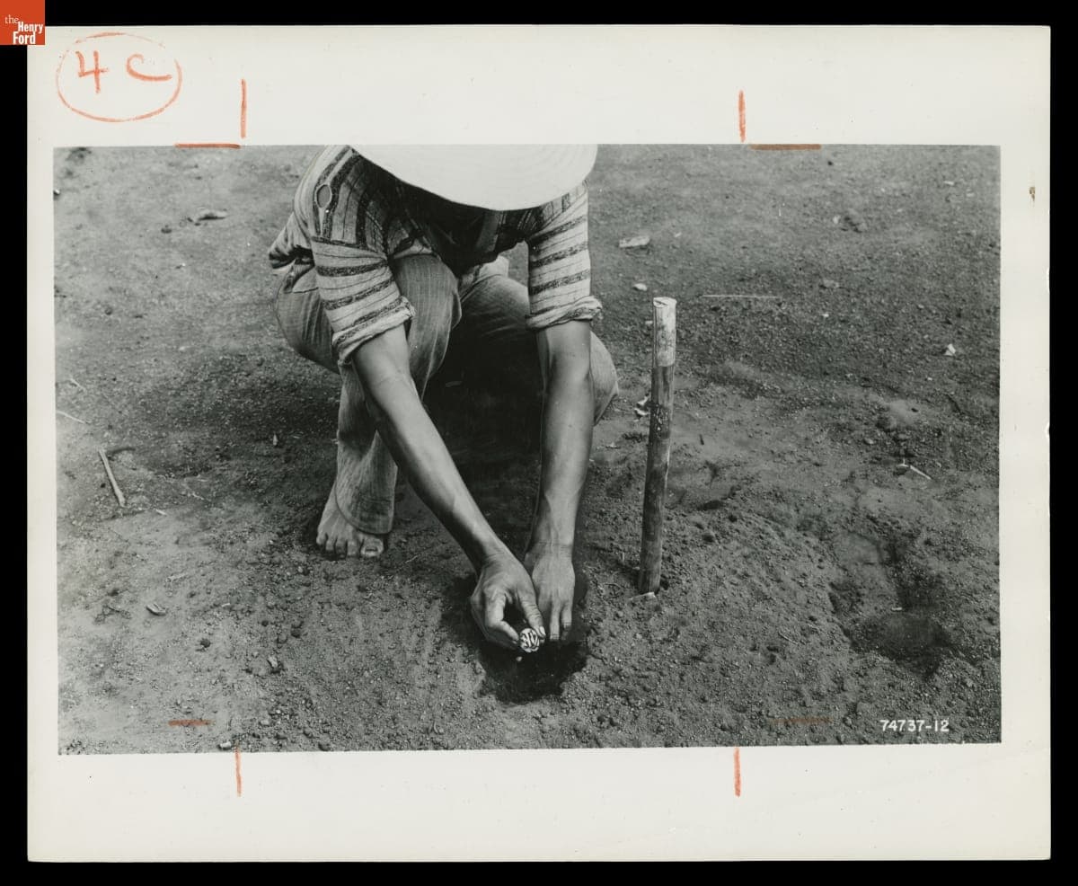Planting Rubber Tree, Fordlandia, Brazil, 1940
