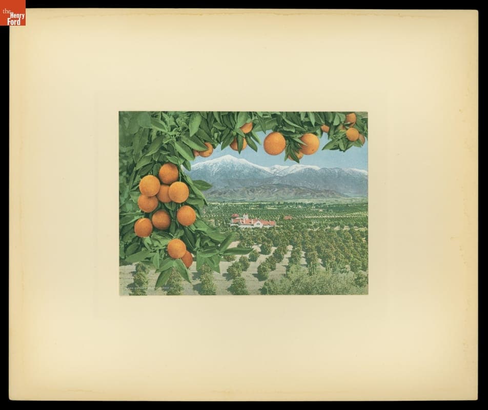 Photochrom Print, Oranges Growing in a California Valley, 1898-1905