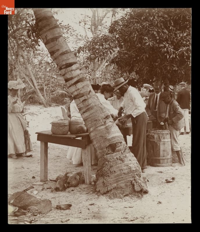 "Eating Cocoanuts," Bahama Islands, circa 1900