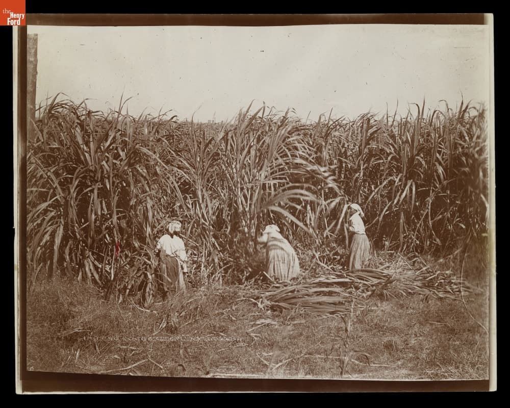 Women Cutting Sugar Cane, Baton Rouge, Louisiana, 1912