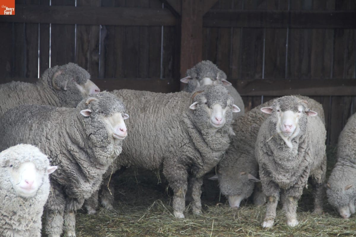 Merino Sheep Ready for Shearing at Firestone Farm in Greenfield Village, April 2014