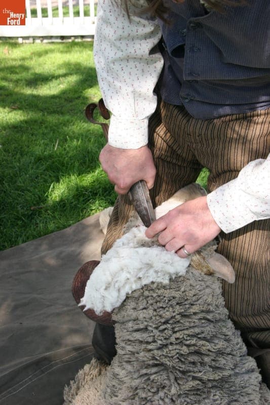Demonstrating Blade-Shearing of Merino Sheep in Greenfield Village, April 2010