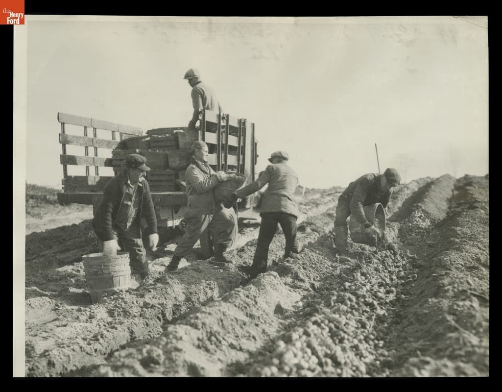 Harvesting Artichokes, Ford Farms, Southeastern Michigan, 1926-1932