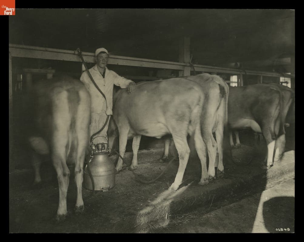 Milking Cows at Ford Farms, Southeastern Michigan, circa 1912
