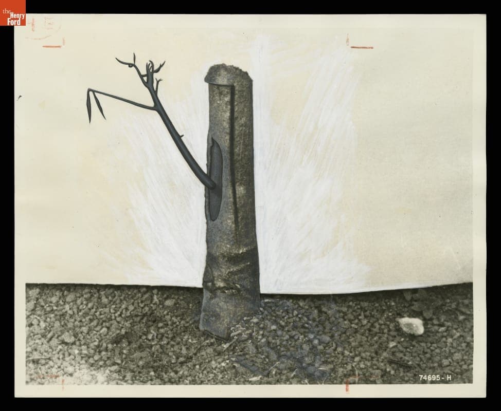 Grafted Rubber Tree, Fordlandia, Brazil, 1940