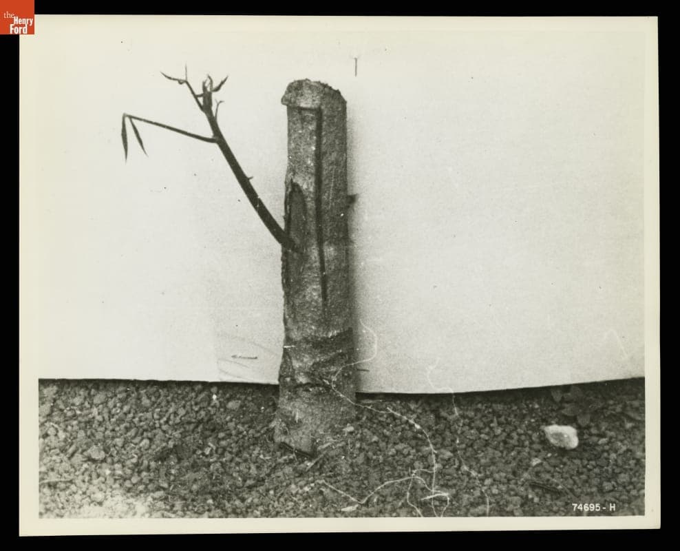 Grafted Rubber Tree, Fordlandia, Brazil, 1940
