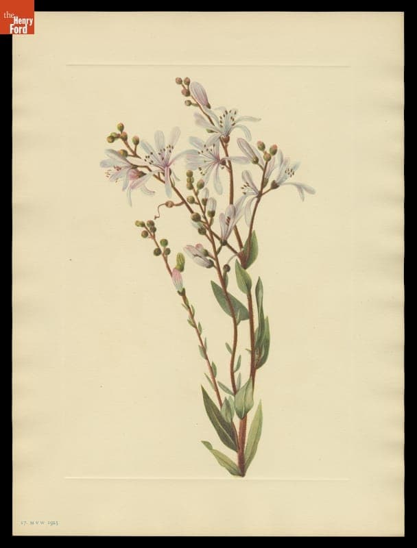 Print of Mary Vaux Walcott Wildflower Sketch, "Tar Flower," 1925
