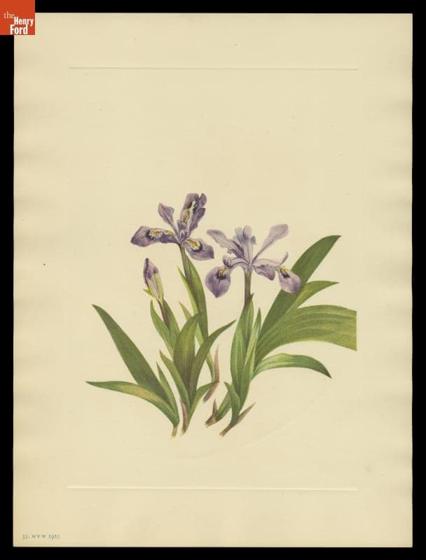 Print of Mary Vaux Walcott Wildflower Sketch, "Crested Iris," 1925