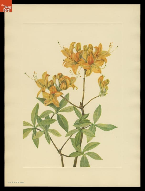 Print of Mary Vaux Walcott Wildflower Sketch, "Flame Azalea," 1925