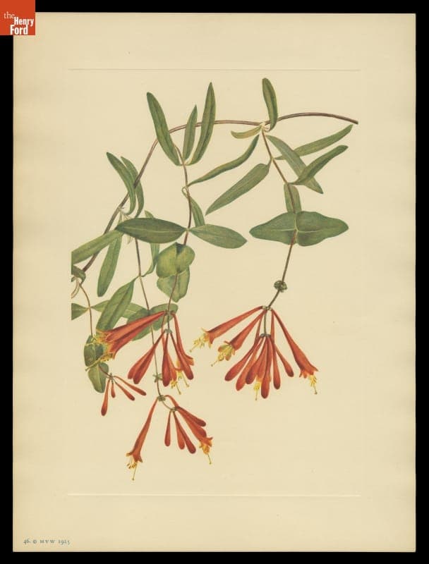 Print of Mary Vaux Walcott Wildflower Sketch, "Trumpet Honeysuckle," 1925