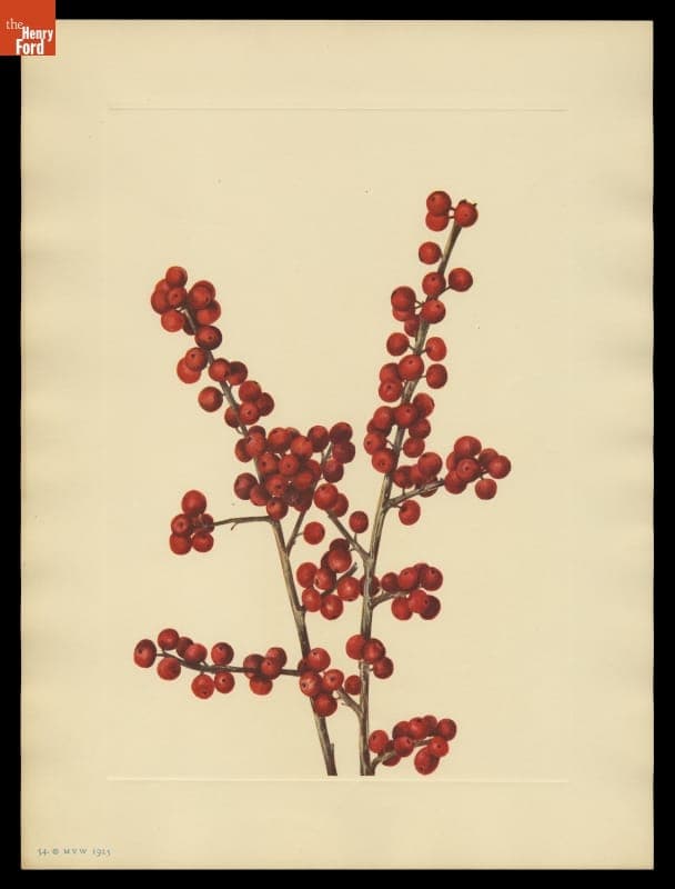 Print of Mary Vaux Walcott Wildflower Sketch, "Winterberry," 1925