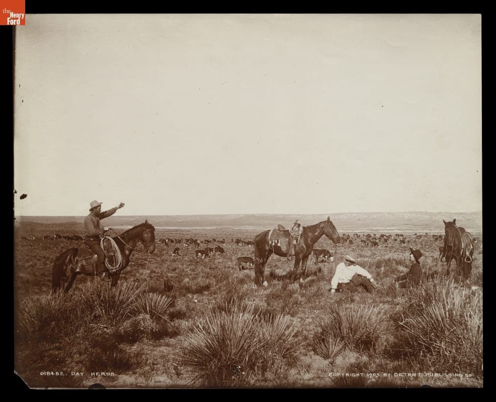 "Day Herds," Arizona, 1905