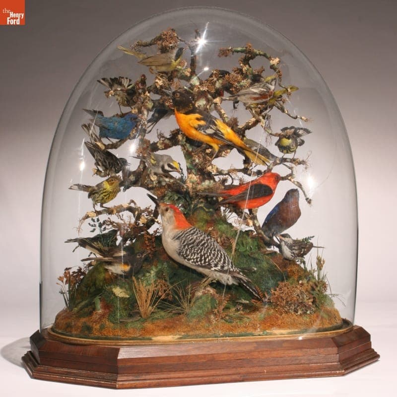 Taxidermy Display of Birds, 1865-1900
