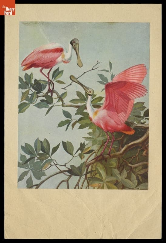 Christmas Card, "Roseate Spoonbills," 1944