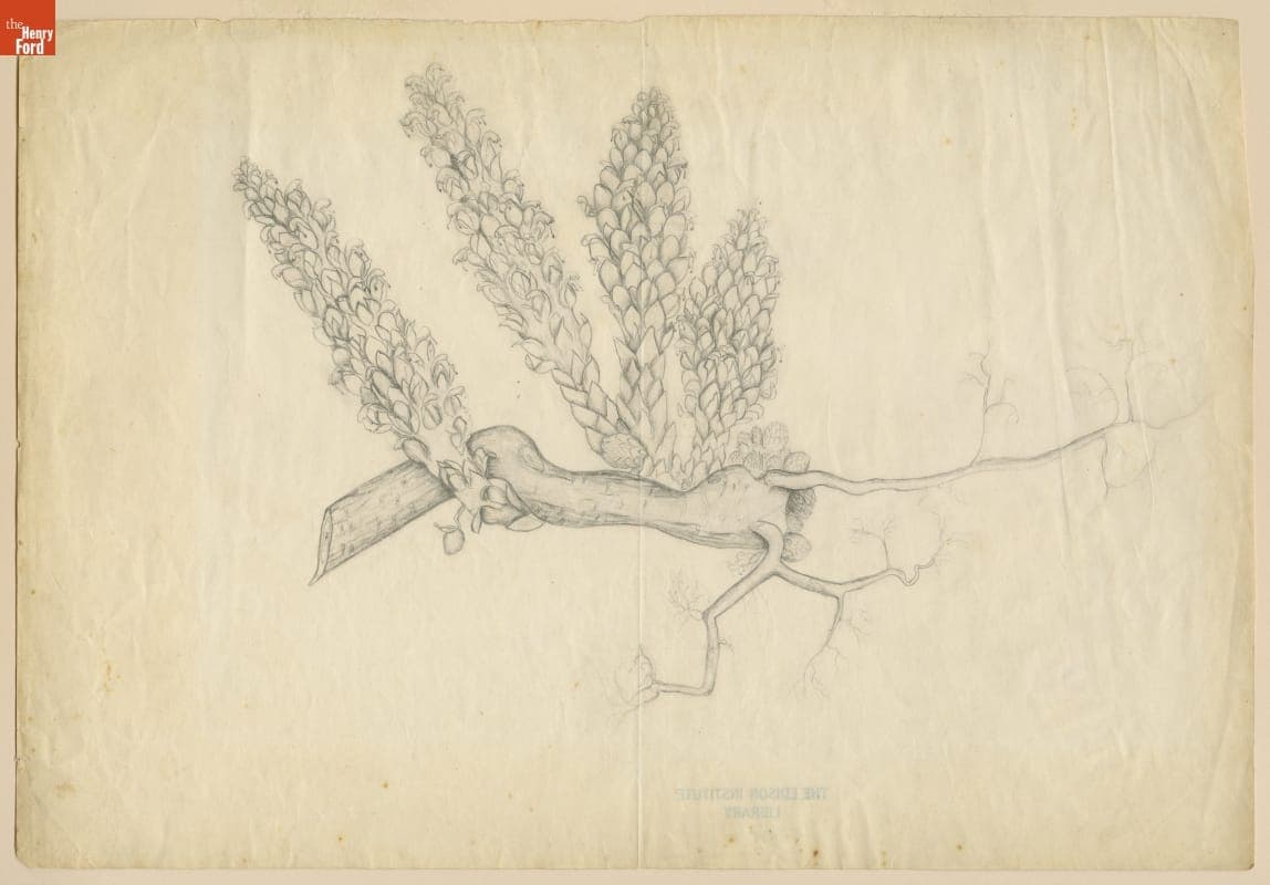 Pencil Drawing of Yucca Gloriosus, by George Washington Carver, 1937-1943