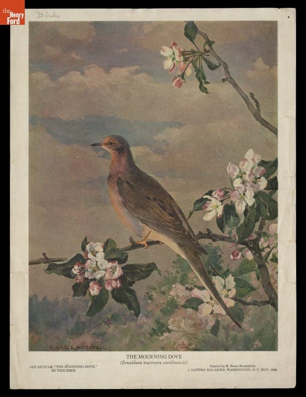 "The Mourning Dove," Print from May 1926 Issue of Nature Magazine