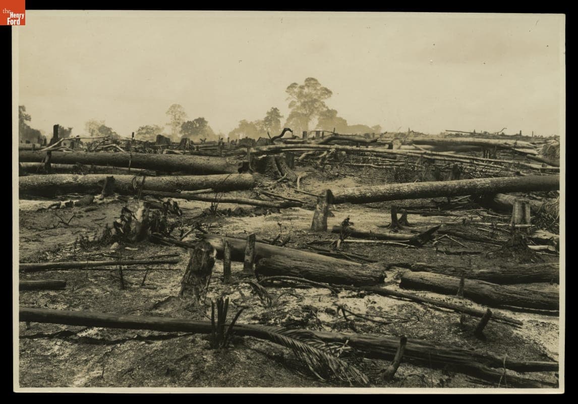 Clearing Trees at Fordlandia Rubber Plantation, 1933