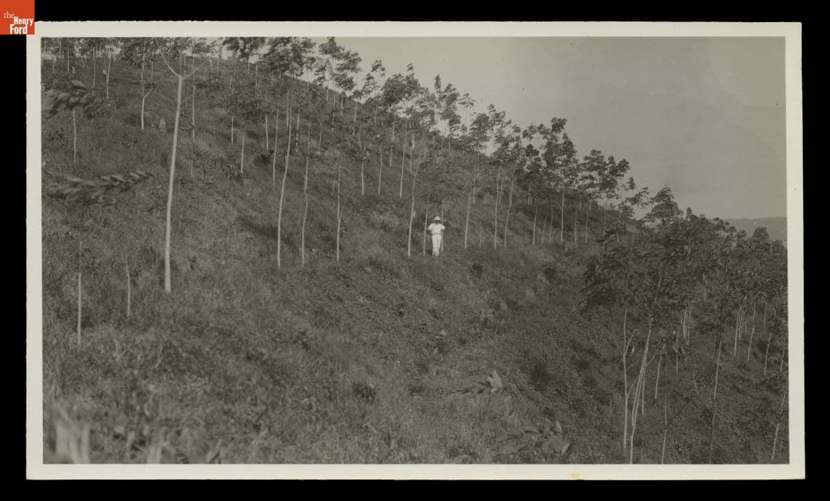 Rubber Trees Growing on a Terraced Hillside at Fordlandia in Brazil,  circa 1937