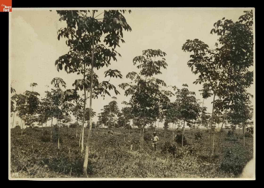 Two Year Old Rubber Trees Growing at Fordlandia, Brazil, May 1933