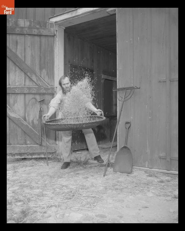 Demonstrating Winnowing at Addison Ford Barn in Greenfield Village, May 1974