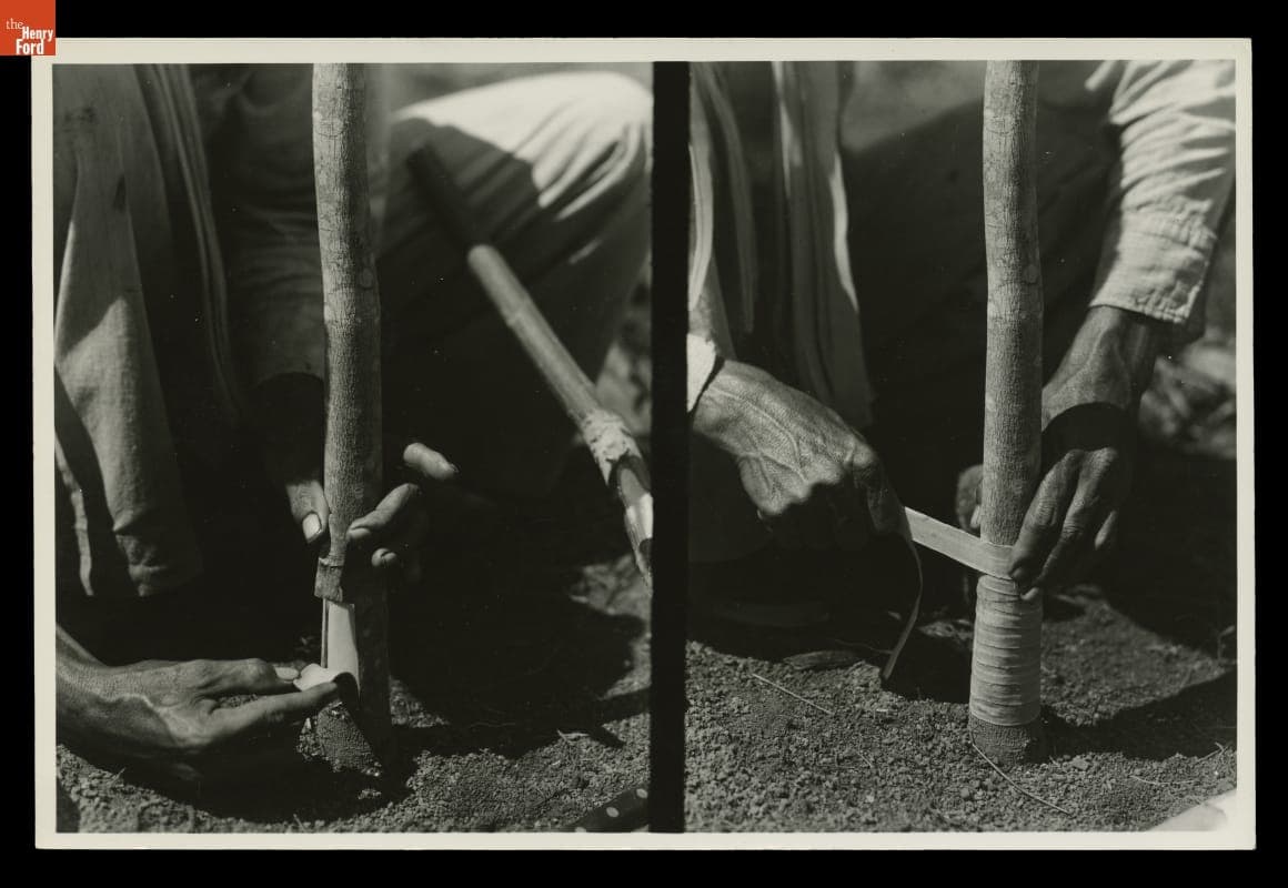 "Two Views of Budding Operations," Fordlandia, Brazil