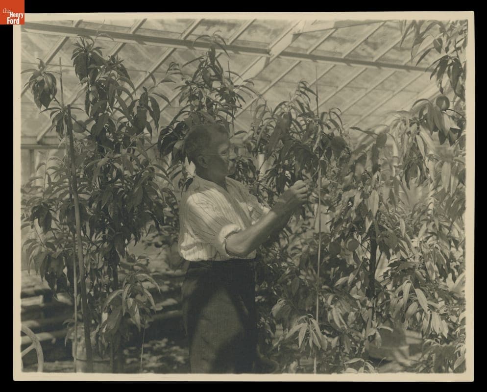 Greenhouse at Fair Lane Estate, Dearborn, Michigan, circa 1920