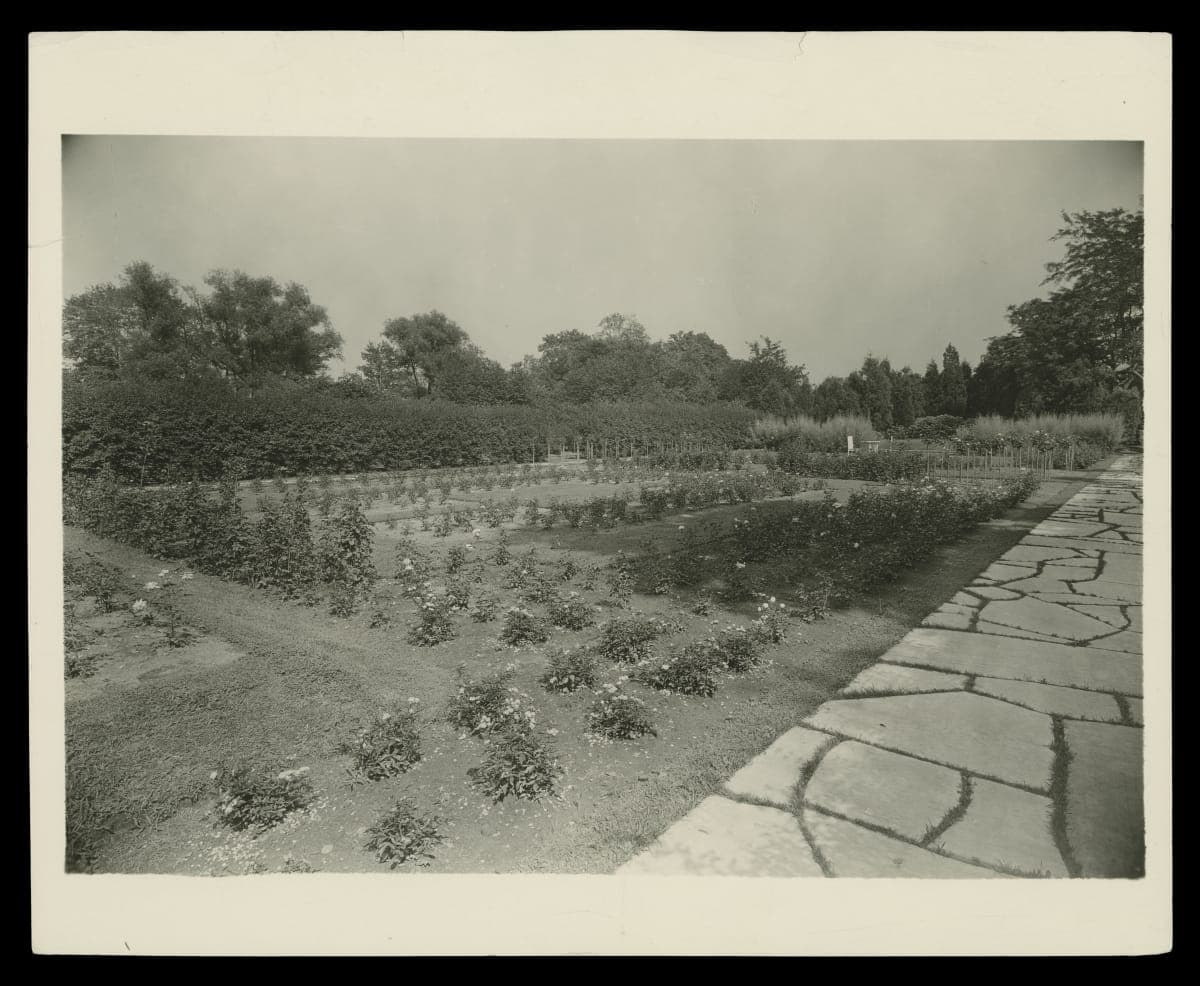 Rose Garden at Fair Lane Estate, Dearborn, Michigan, circa 1920