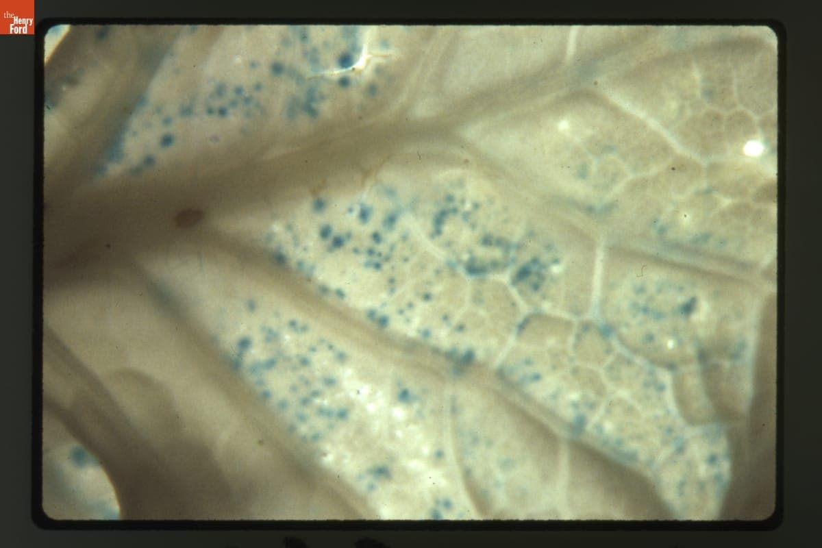 Transient Biolistic Transformation of Young Canola Leaves at 20X Magnification, 1988-1989