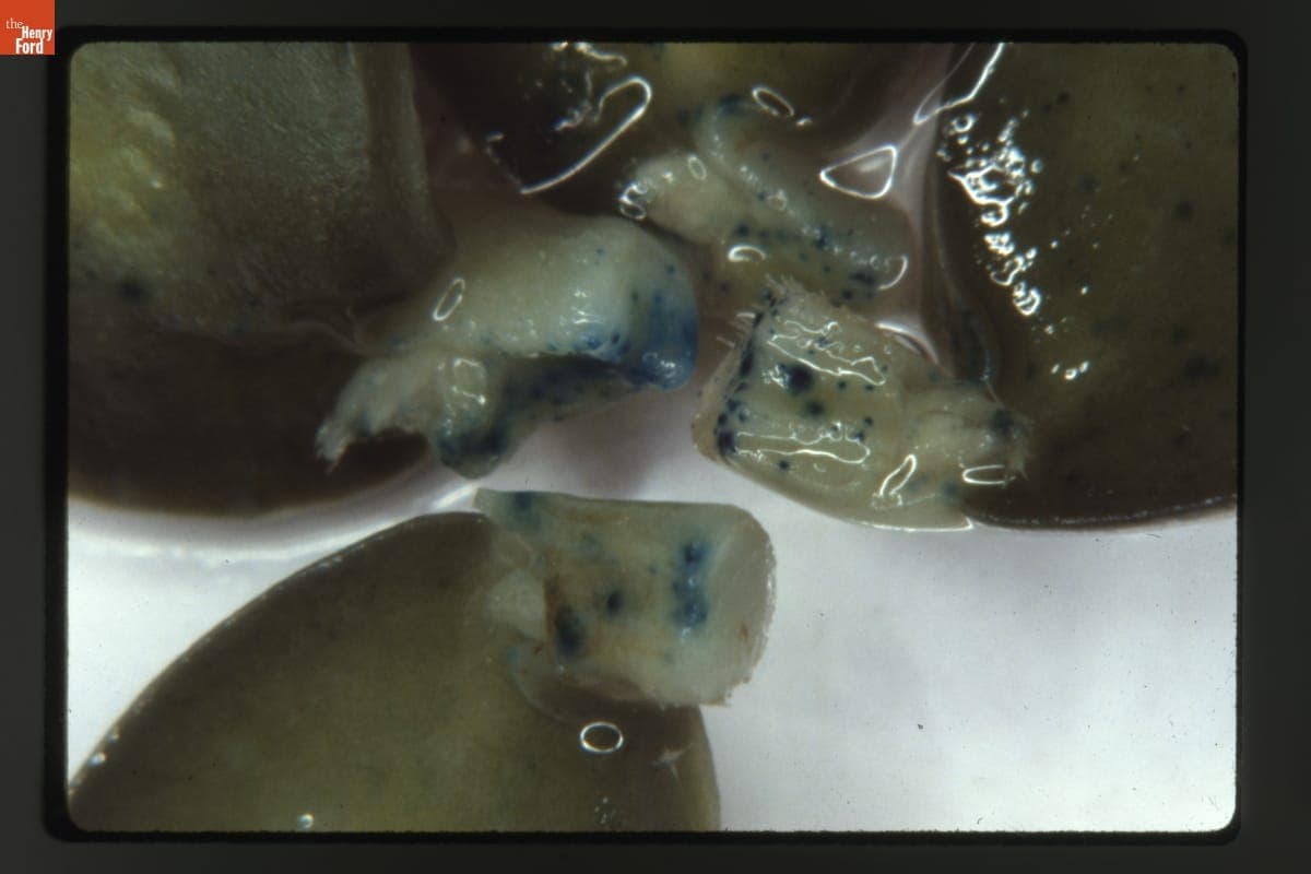 Transient Biolistic Transformation of Petioles of the Cotyledons of Germinated Soybean Seeds at 12X Magnification, 1988-1989