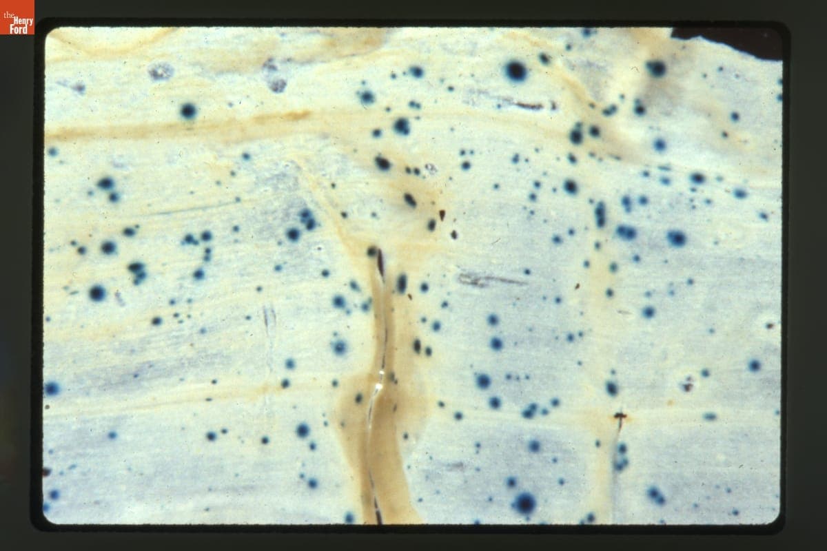 Transient Biolistic Transformation of Corn (Zea Mays) Leaf Pieces from Young Seedlings at 20X Magnification, 1988-1989