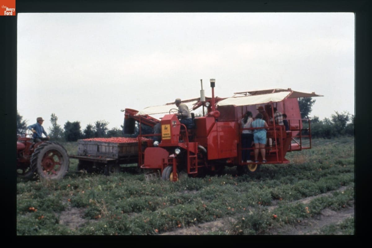 FMC Cascade Tomato Harvester in Use, circa 1985