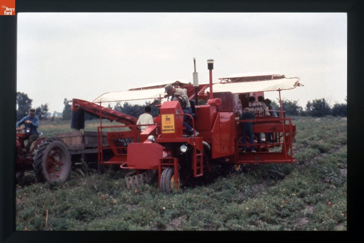 FMC Cascade Tomato Harvester in Use, circa 1985