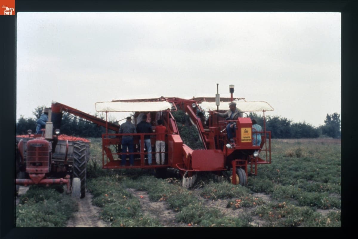 FMC Cascade Tomato Harvester in Use, circa 1985