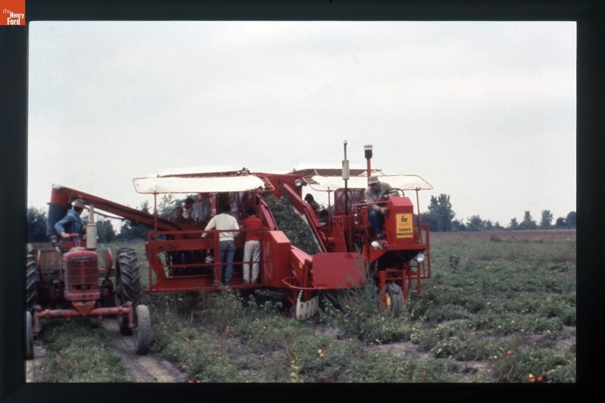 FMC Cascade Tomato Harvester in Use, circa 1985